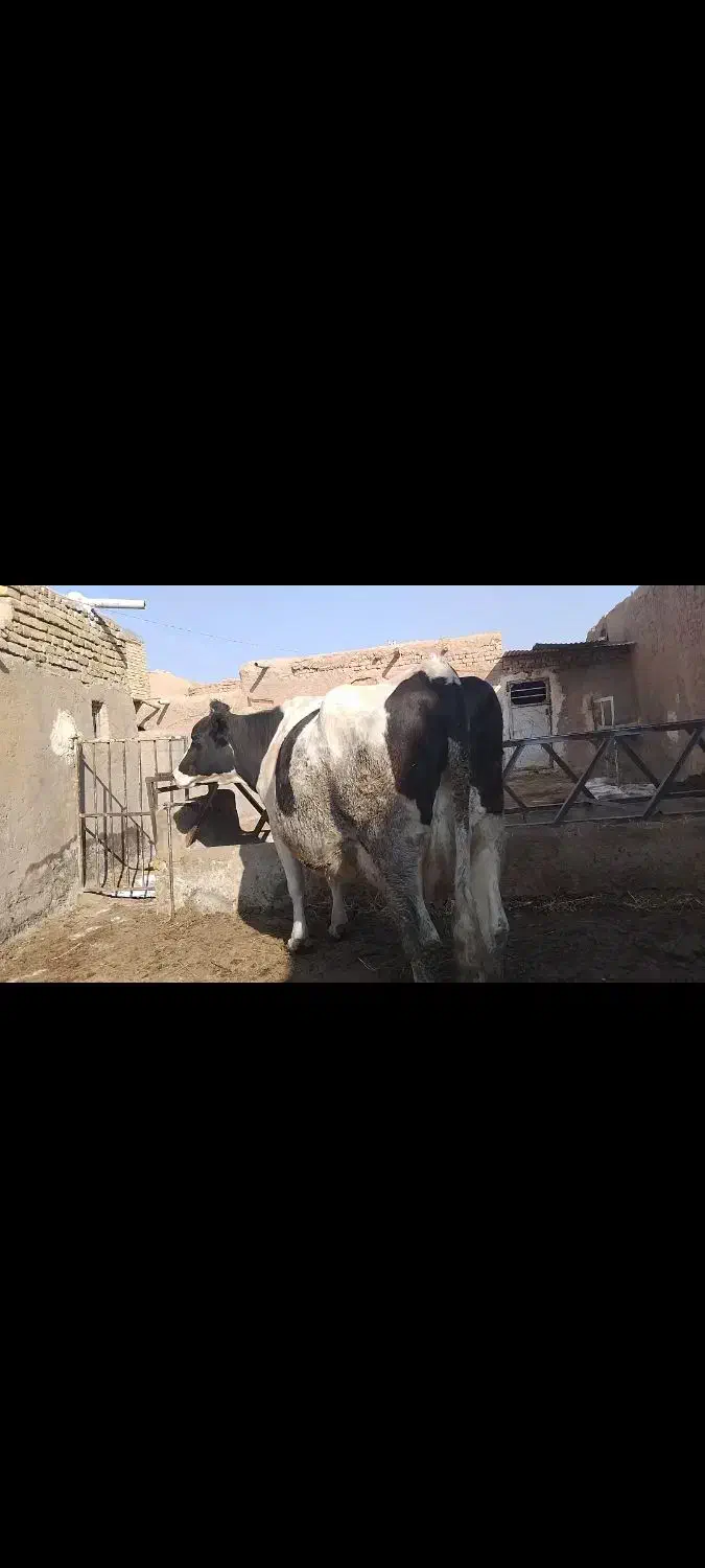 گاوشیریزایماندومباگوسالهسیمینتالماده|حیوانات مزرعه|رشتخوار, |دیوار