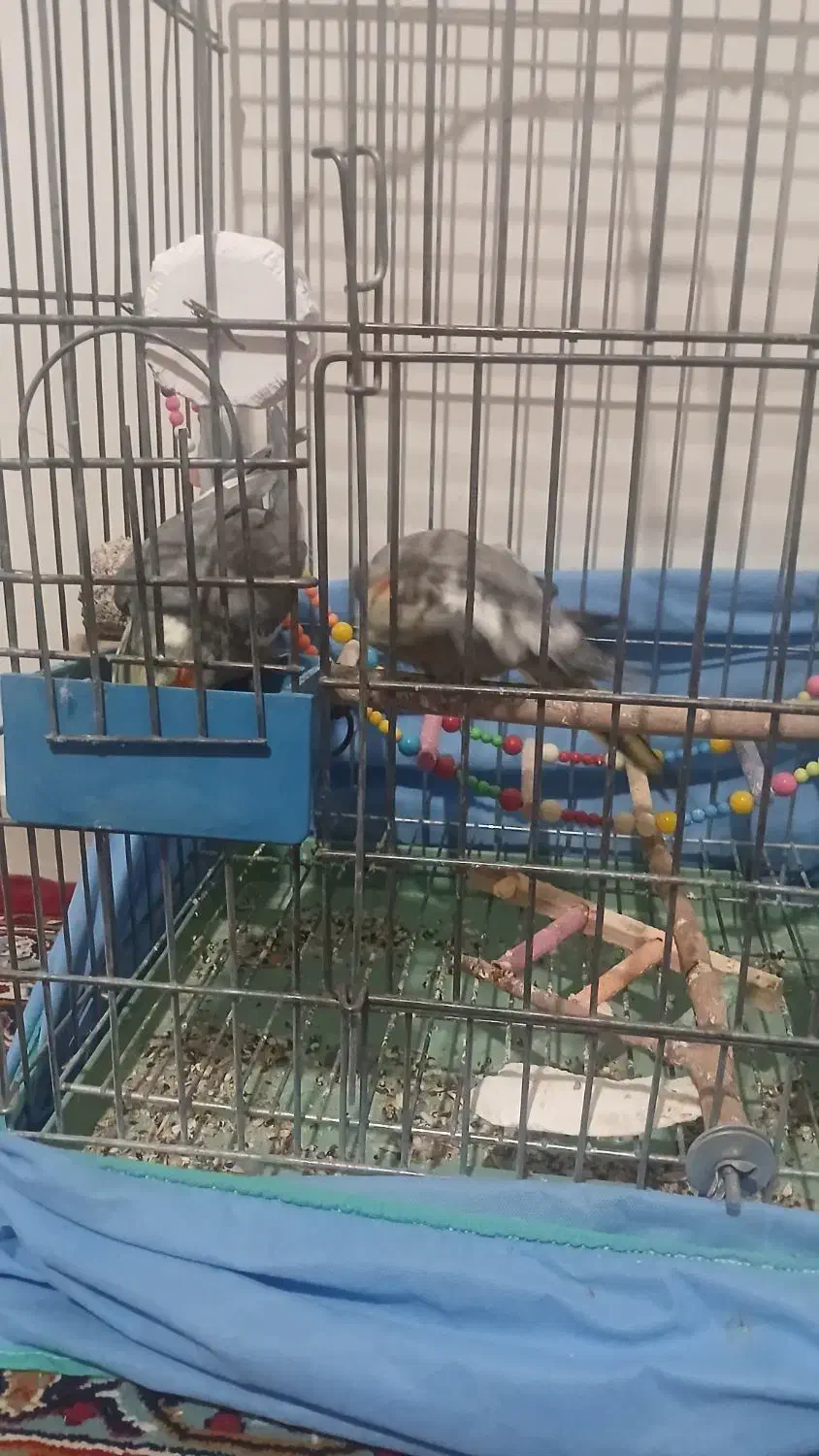 عروس هلندی یک جفت|پرنده|همدان, |دیوار