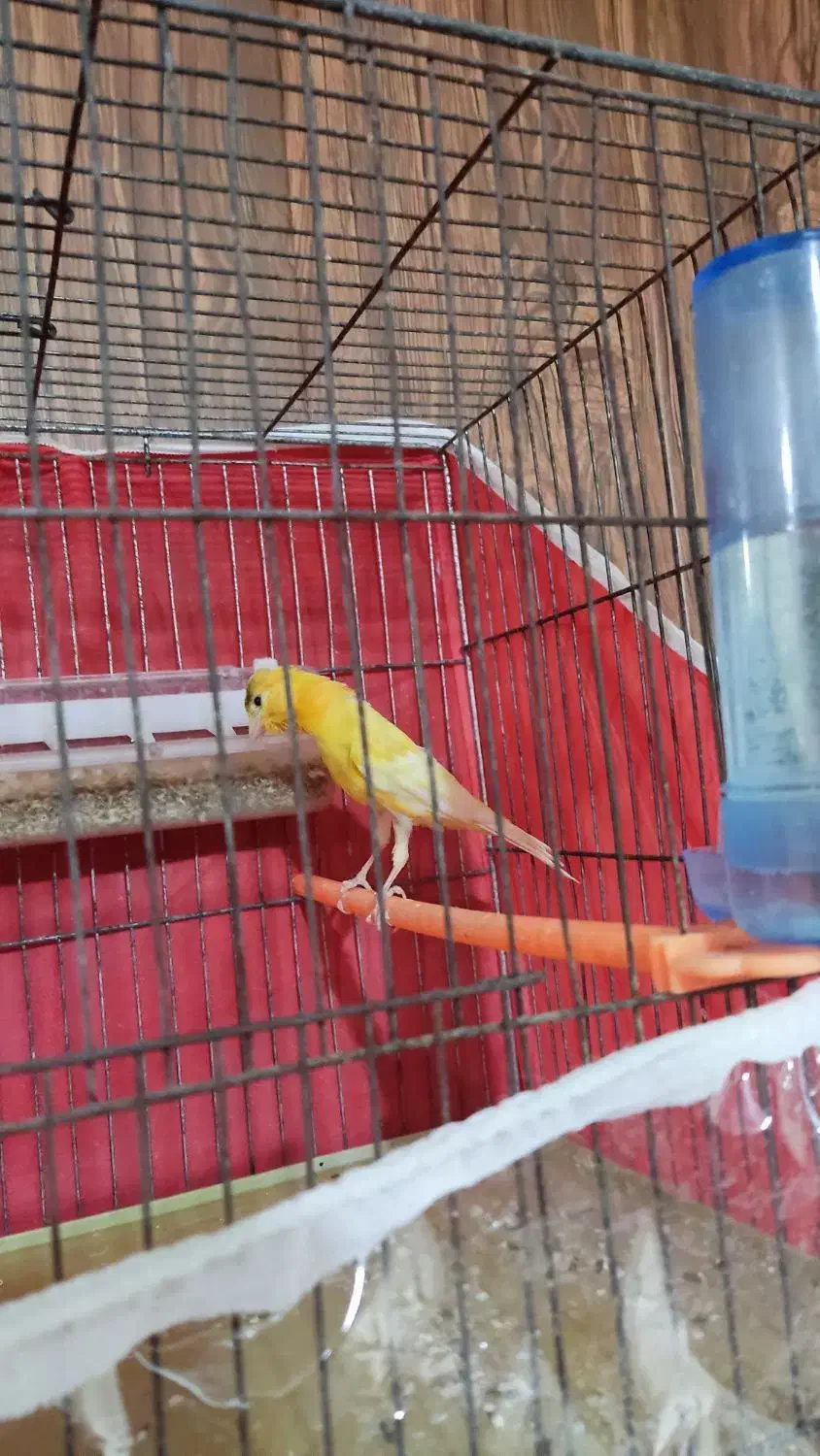 قناری نر سرخ|پرنده|تربتحیدریه, طالقانی|دیوار