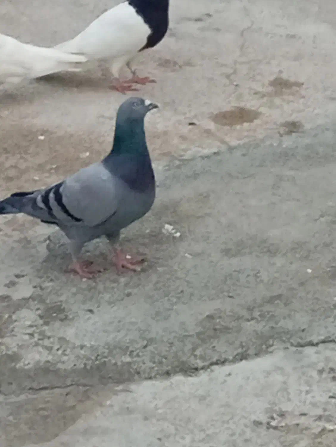 یه سبز با یه ابلغ کوهی|پرنده|کوهمره, |دیوار