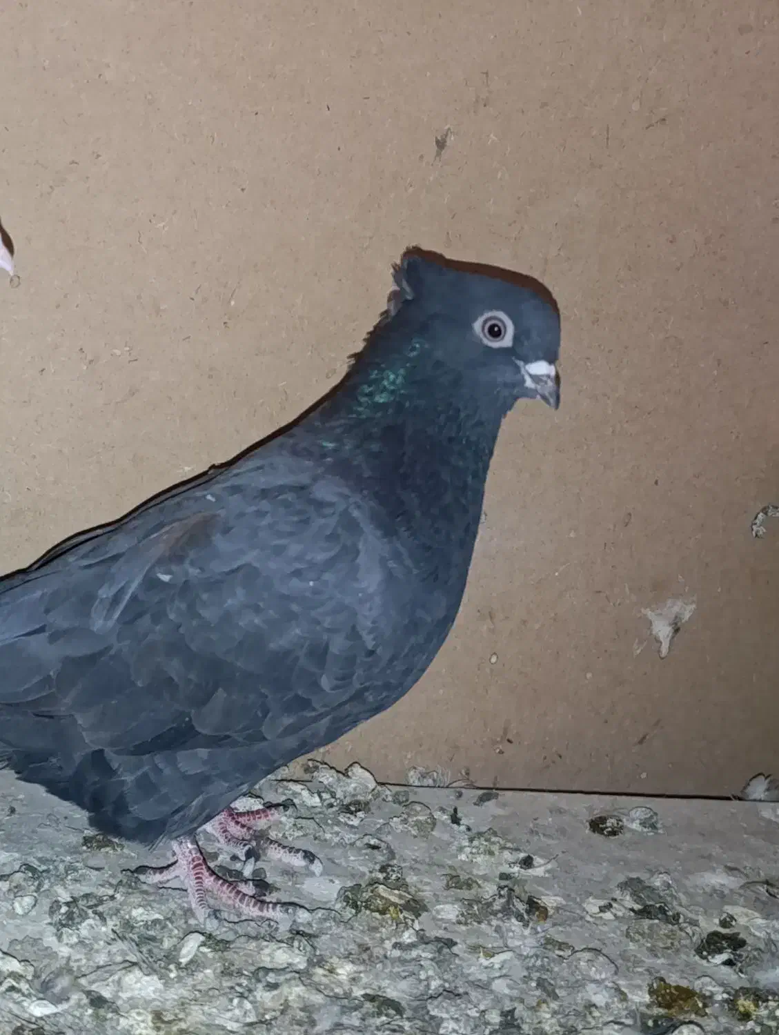کبوتر زاغ|پرنده|قم, الغدیر|دیوار