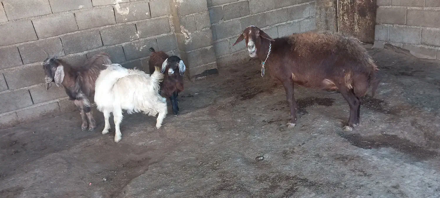 میش وبزغاله|حیوانات مزرعه|صحنه, |دیوار