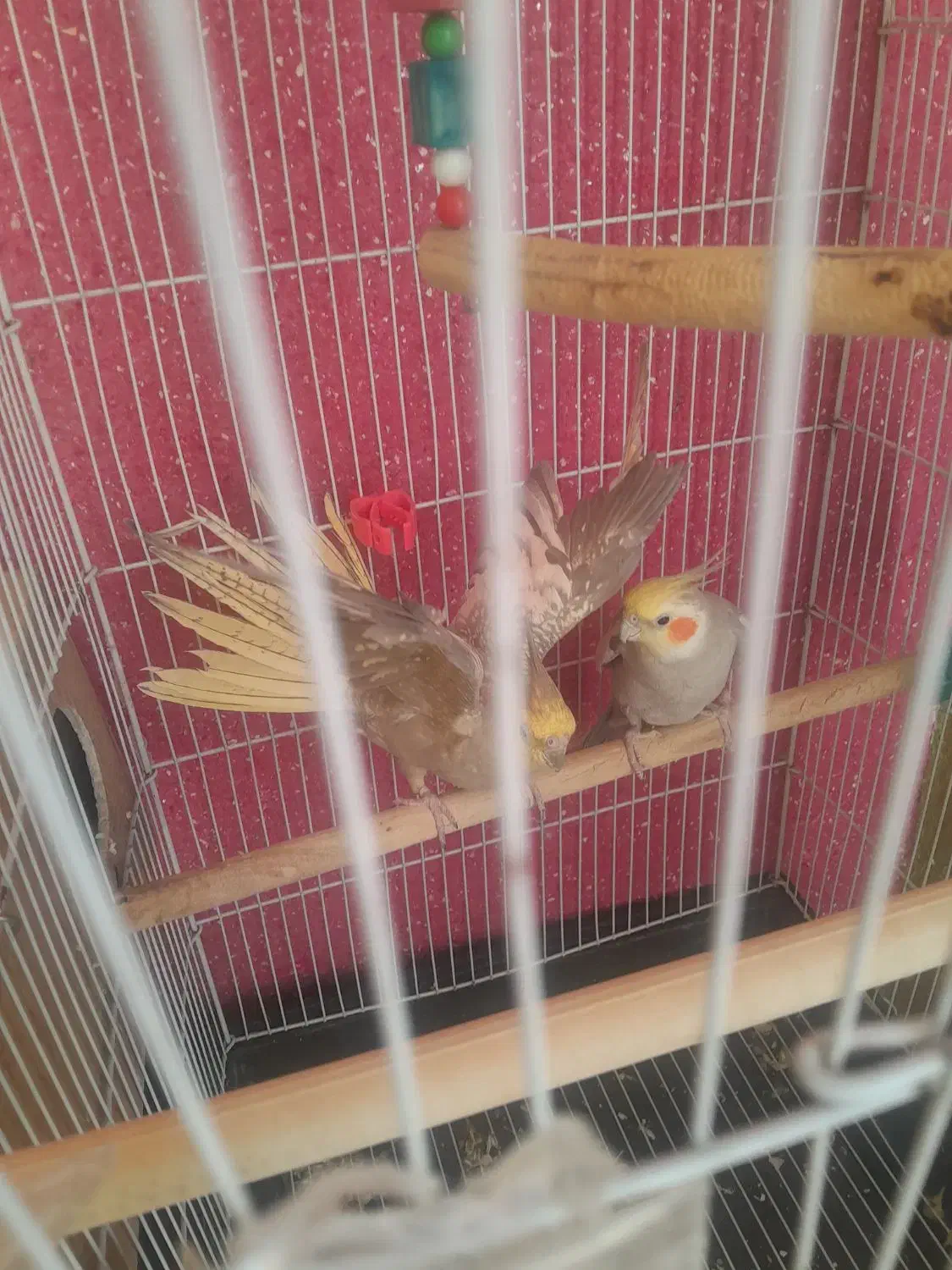 عروس هلندی|پرنده|قدس, شهر‌قدس|دیوار