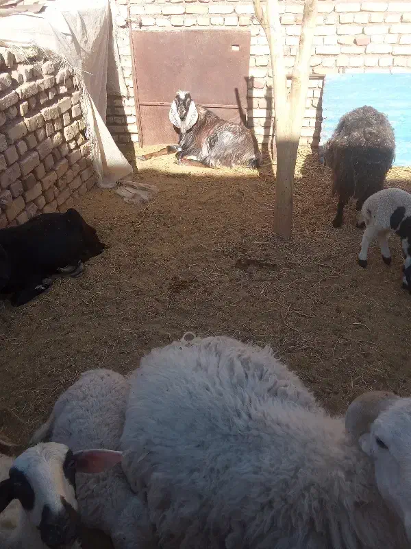 کود حیوانی|لوازم جانبی حیوانات|کشکوئیه, |دیوار