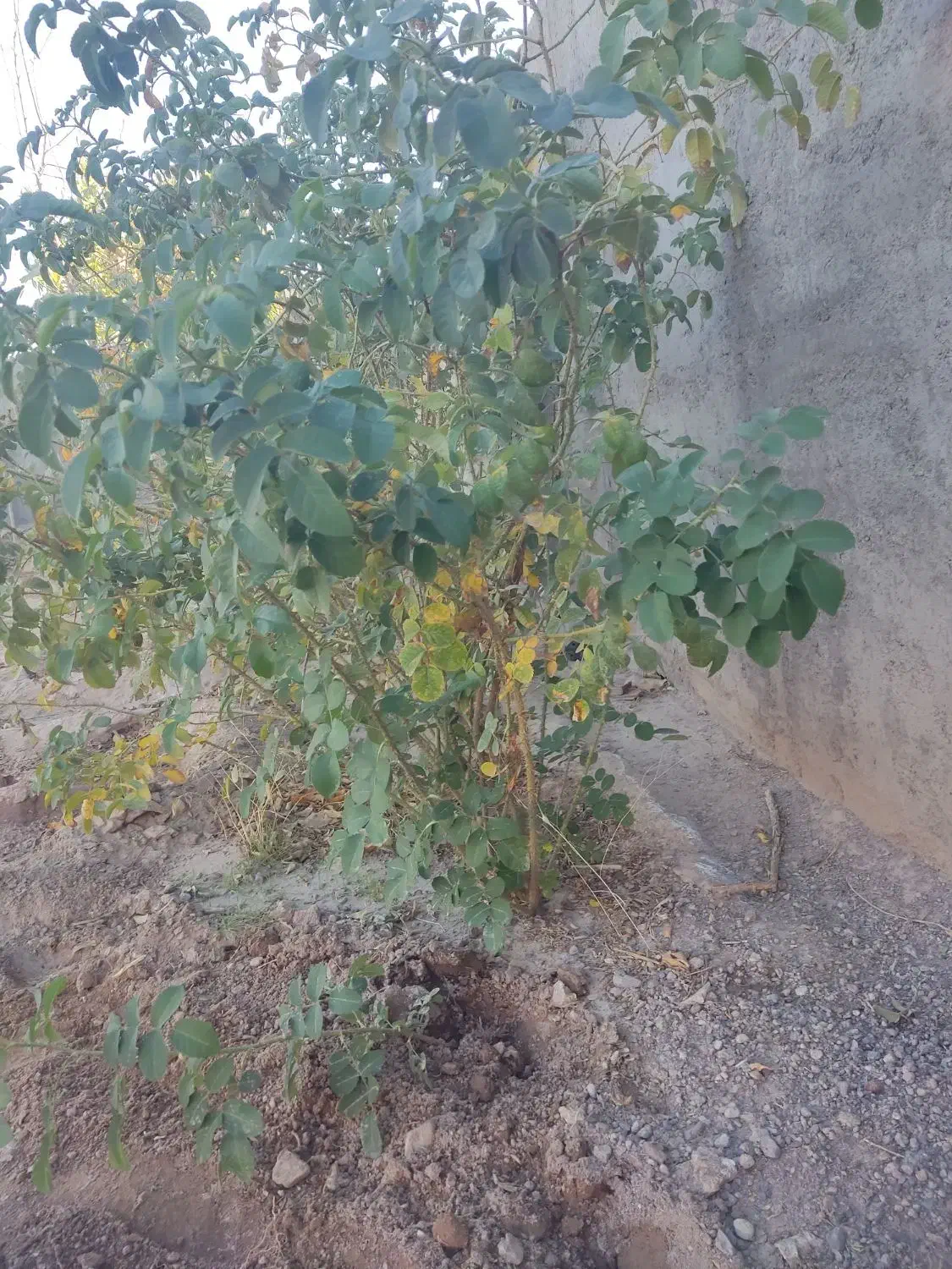 ده بوته گل محمدی شش ساله|گل و گیاه طبیعی|سیرجان, |دیوار