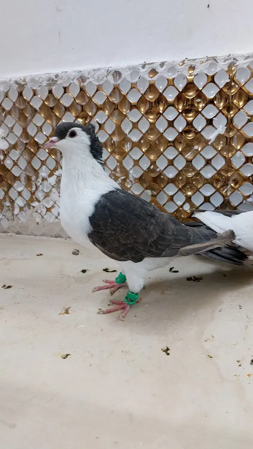 کبوترچپ|پرنده|مشهد, انصار|دیوار