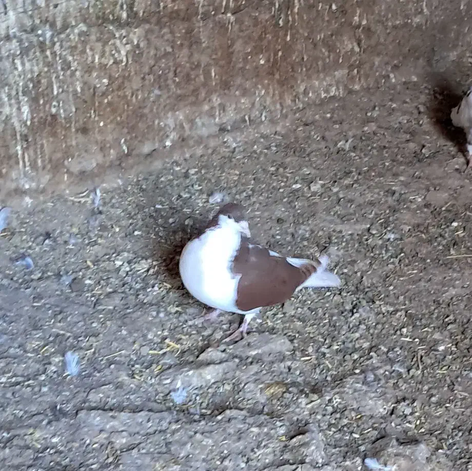 کبوتر  .پرشی|پرنده|کوهین, |دیوار