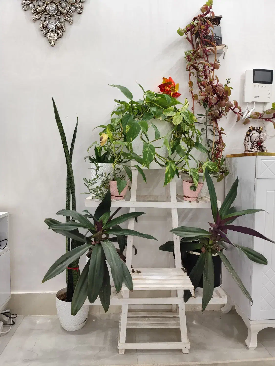 همه گل ها با هم|گل و گیاه طبیعی|تربتحیدریه, داروپخش|دیوار