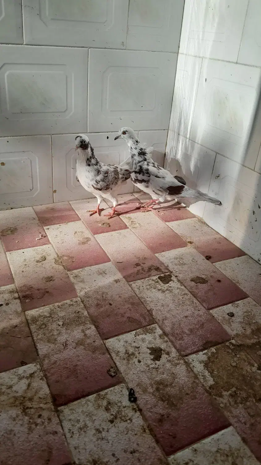 کبوتر عالی|پرنده|بیله سوار, |دیوار