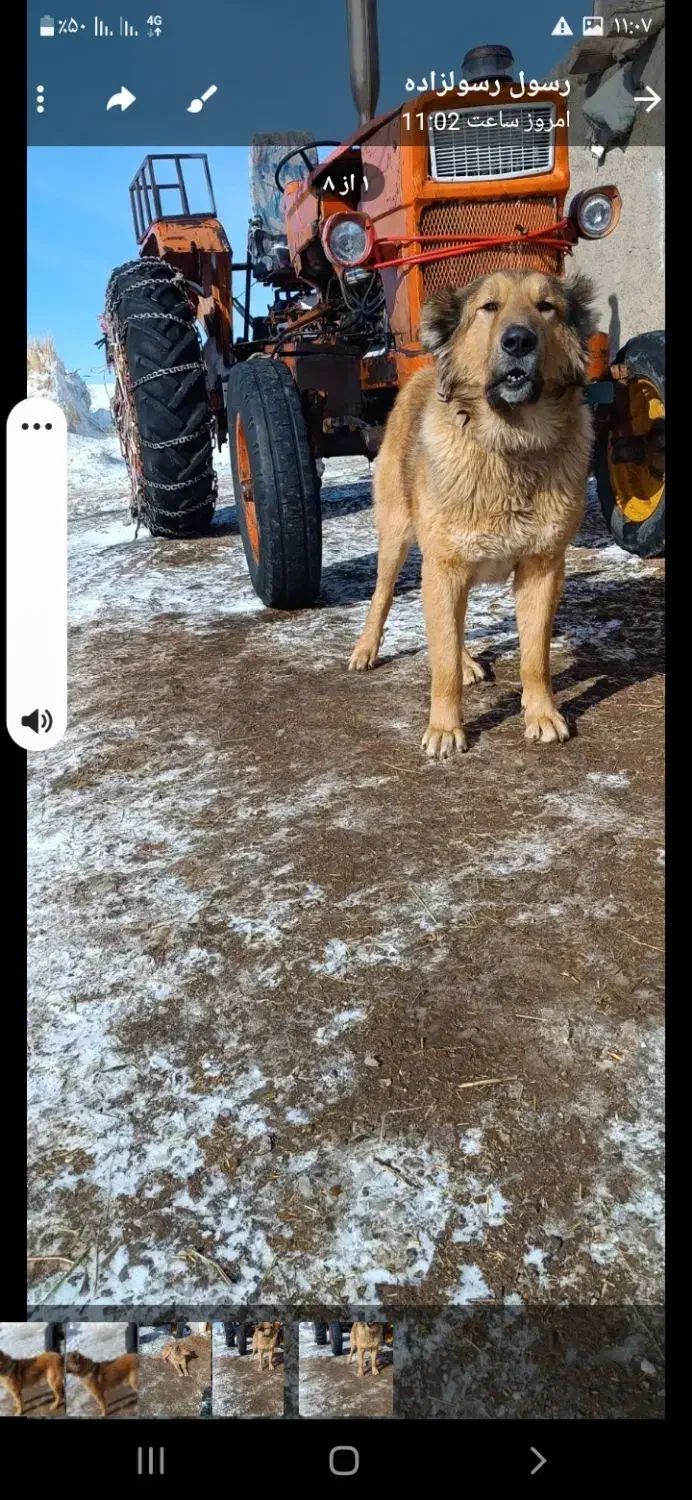 سگ گله|سگ|سراب, |دیوار