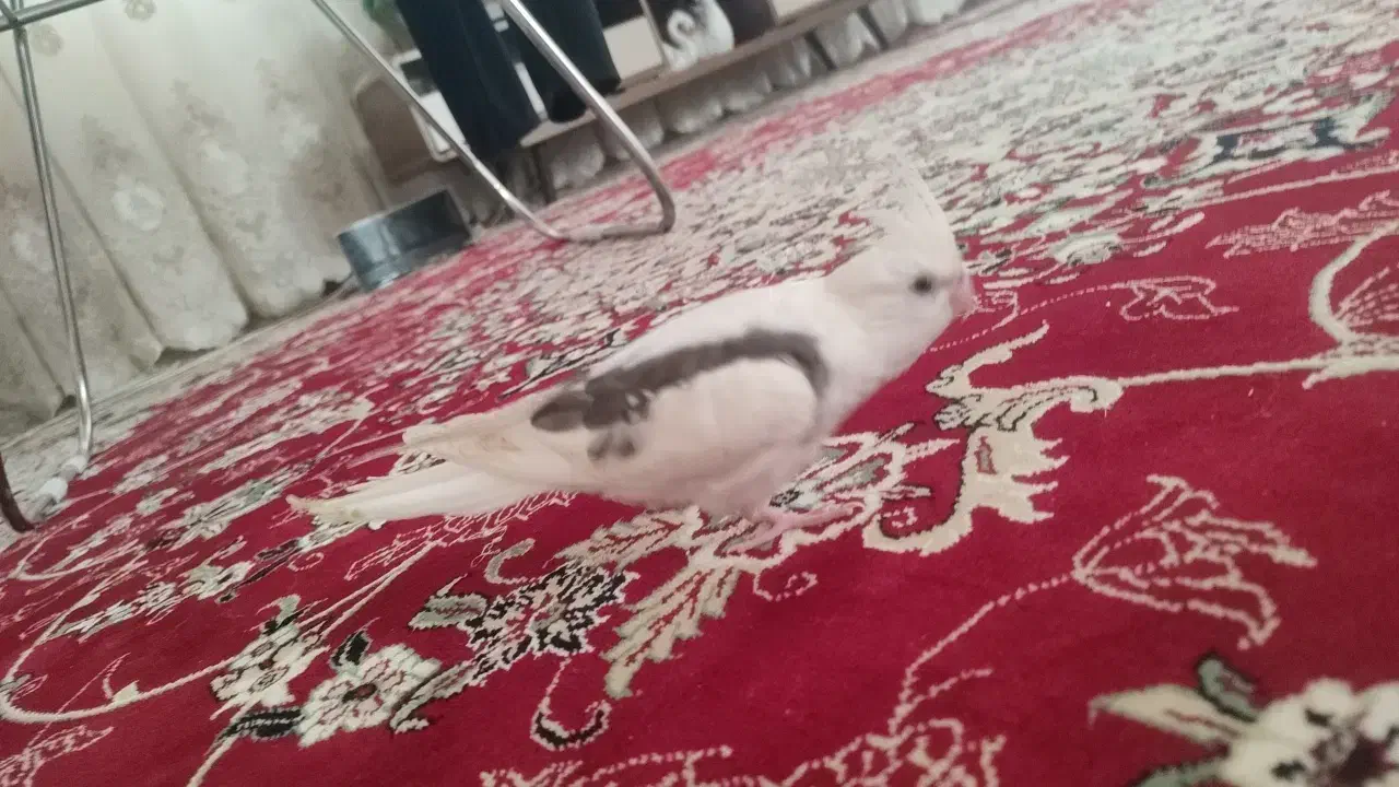 عروس هلندی گم شده|پرنده|نورآباد, |دیوار