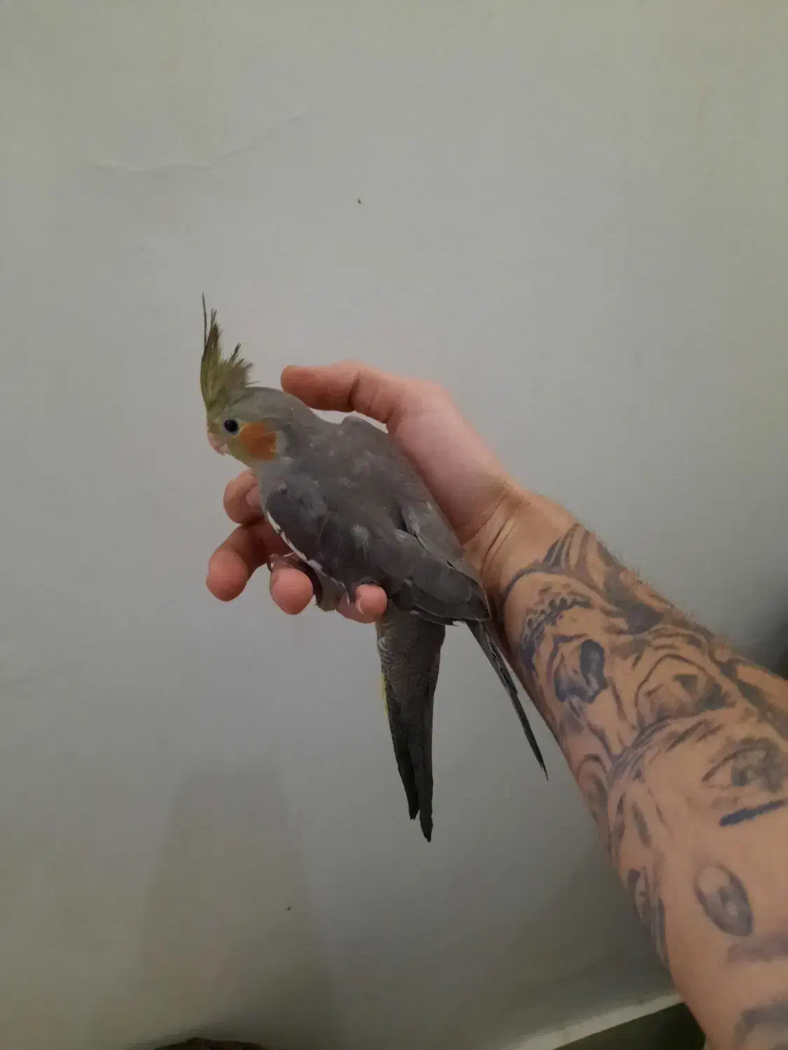 عروس هلندی تازه دونخور|پرنده|تهران, دبستان|دیوار