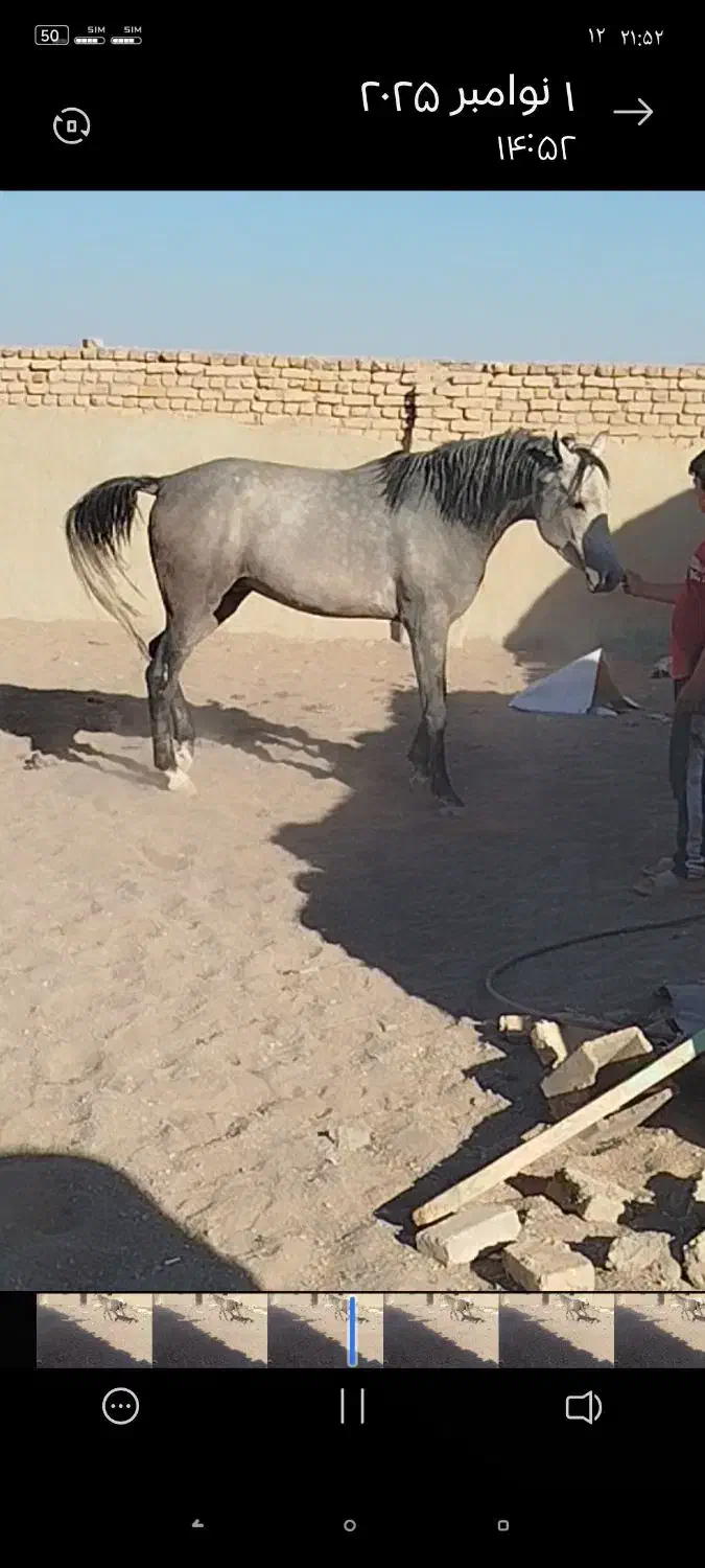 اسب نریان عرب کرد|اسب و تجهیزات اسب‌سواری|ندوشن, |دیوار