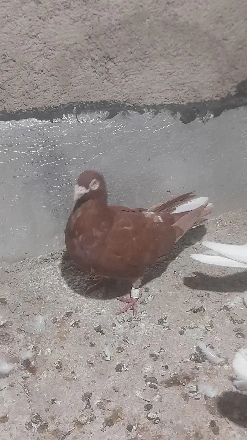 سرخ|پرنده|شیراز, کرونی(خاتونک)|دیوار
