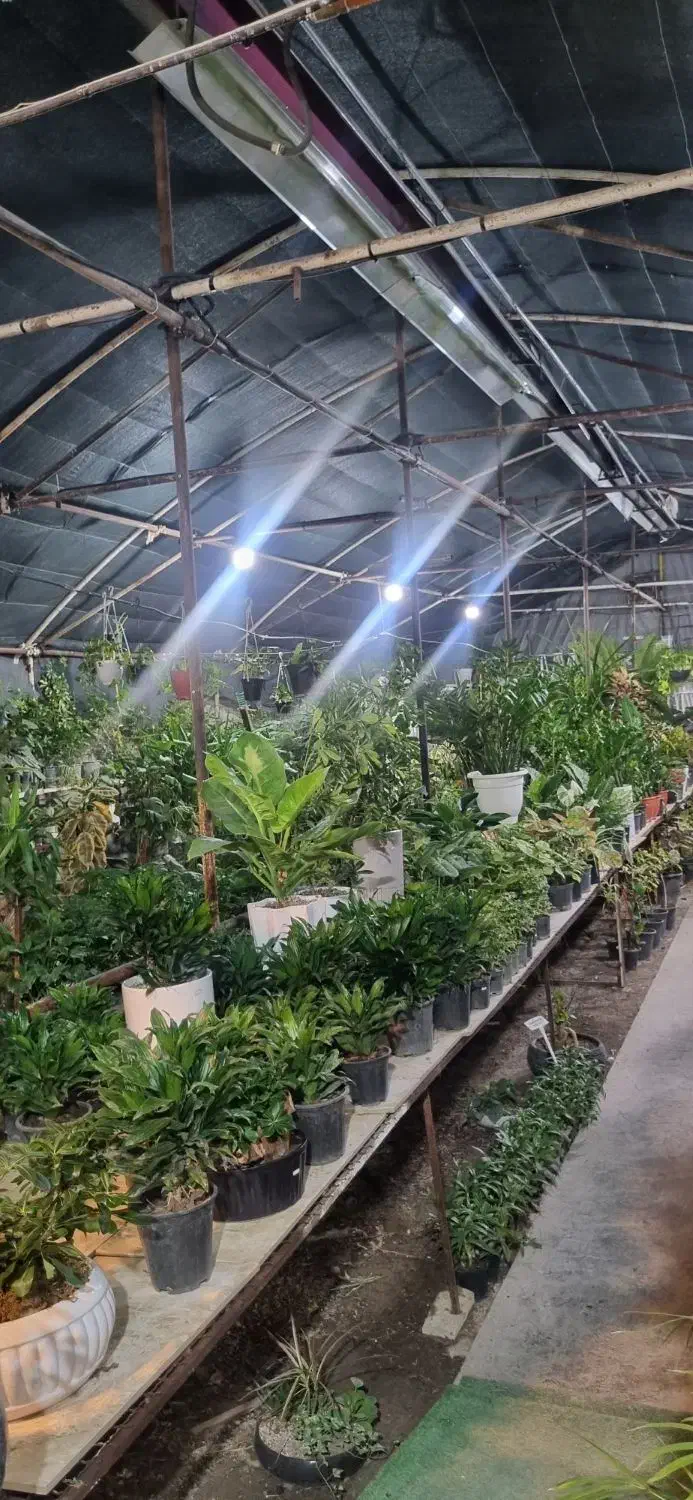 واگذاری گلخانه فعال با تجهیزات کامل بدون زمین|اجارهٔ مغازه و غرفه|مشهد, هنرستان|دیوار