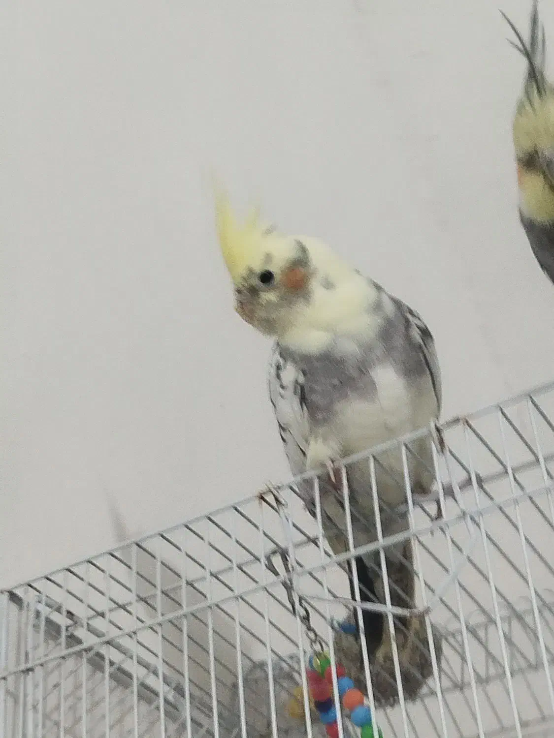 عروس سخنگو|پرنده|خاش, |دیوار