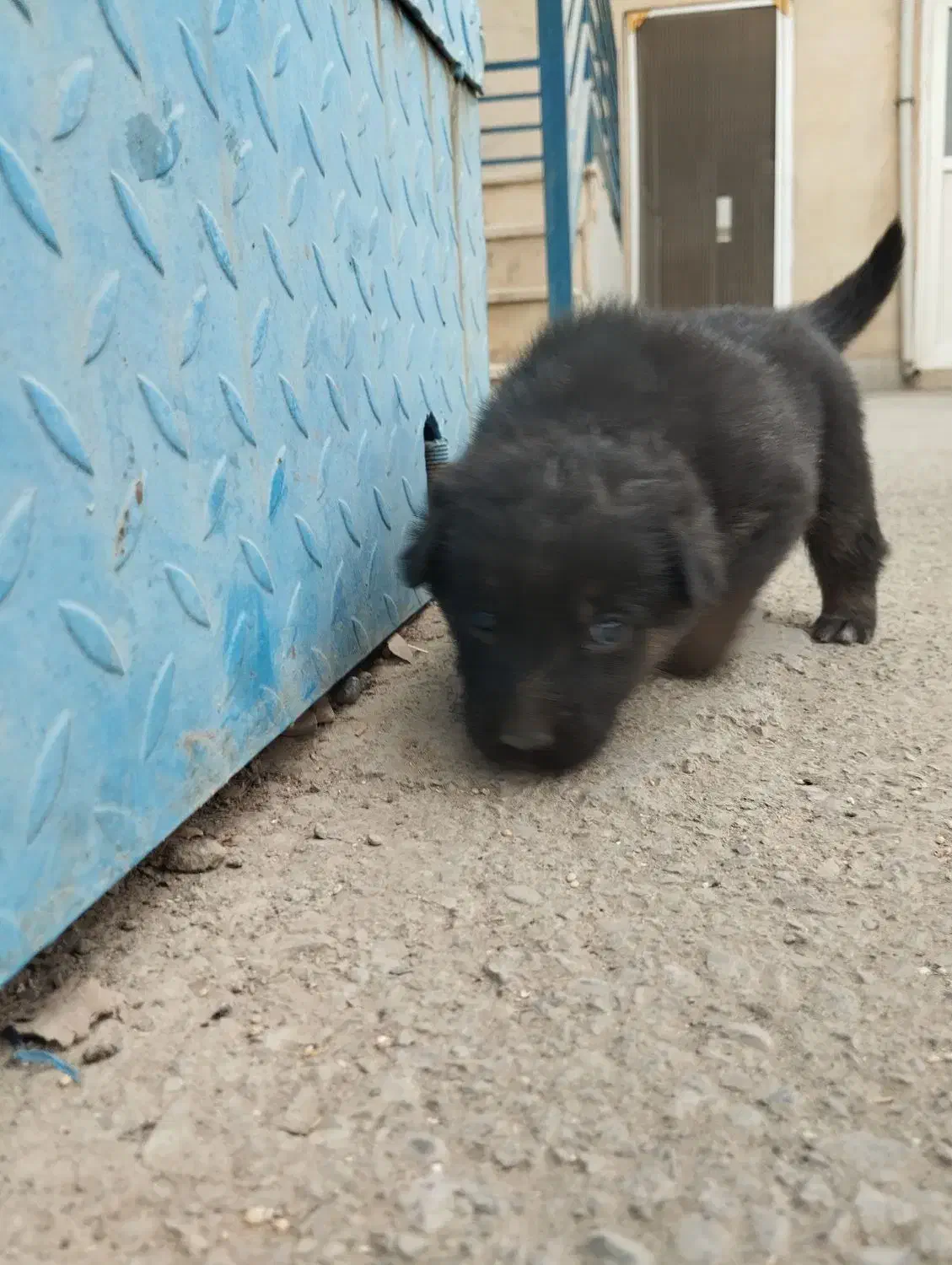 واگذاری سگ ژرمن شپرد|سگ|تهران, شهرک طالقانی|دیوار