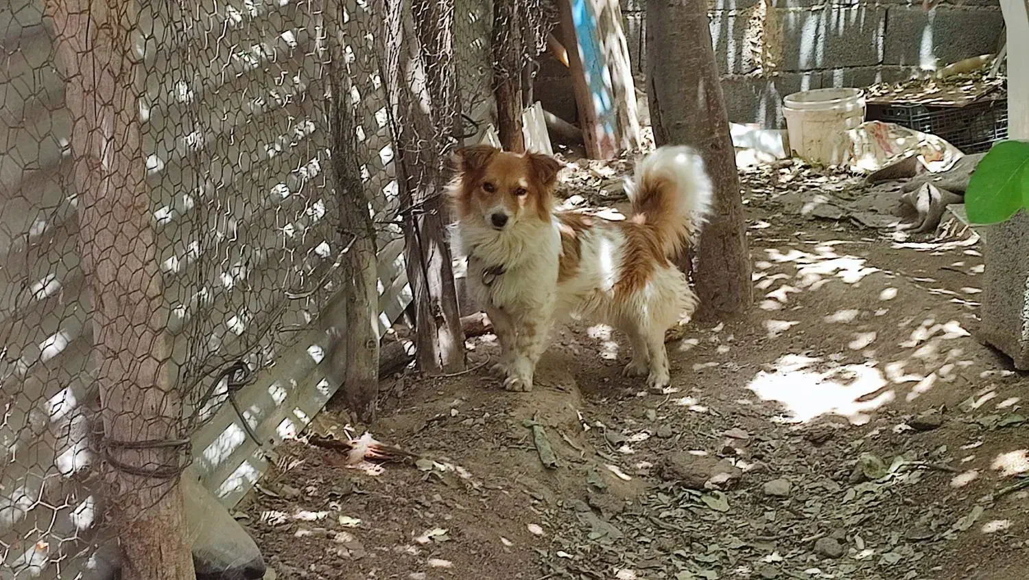 واگذاری توافقی سگ پاپی|سگ|ساوه, |دیوار