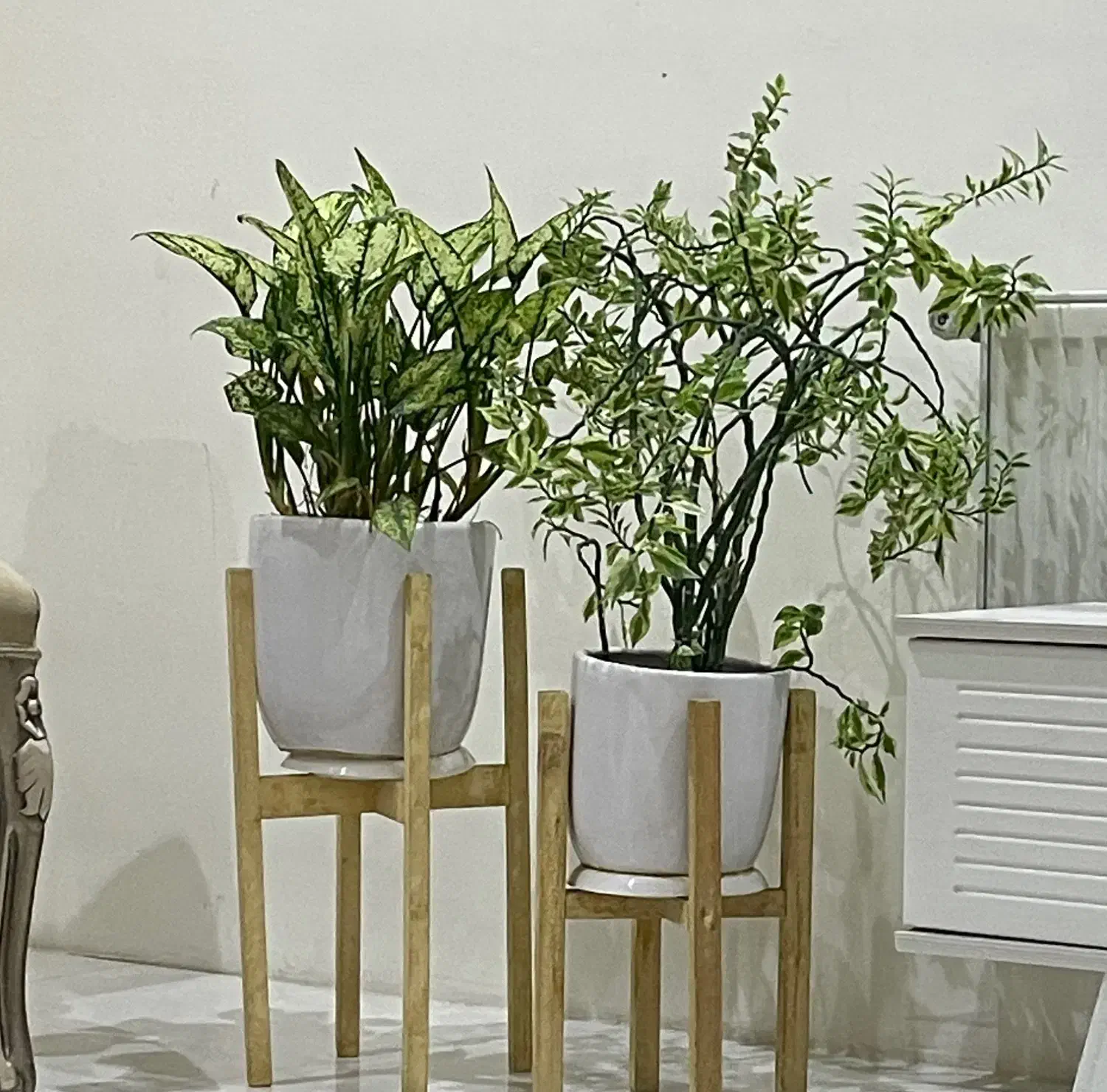 گل گیاه|گل و گیاه طبیعی|مشهد, فرهنگیان (شهرک غرب)|دیوار