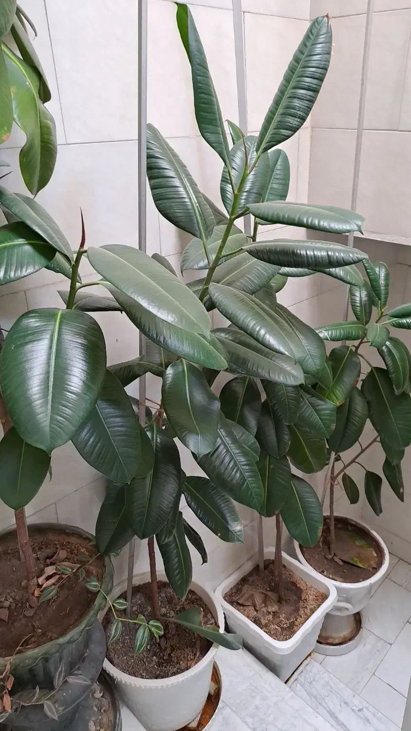 گل فیکوس به ارتفاع یک مترو نیم الی  دو متر|گل و گیاه طبیعی|قزوین, |دیوار