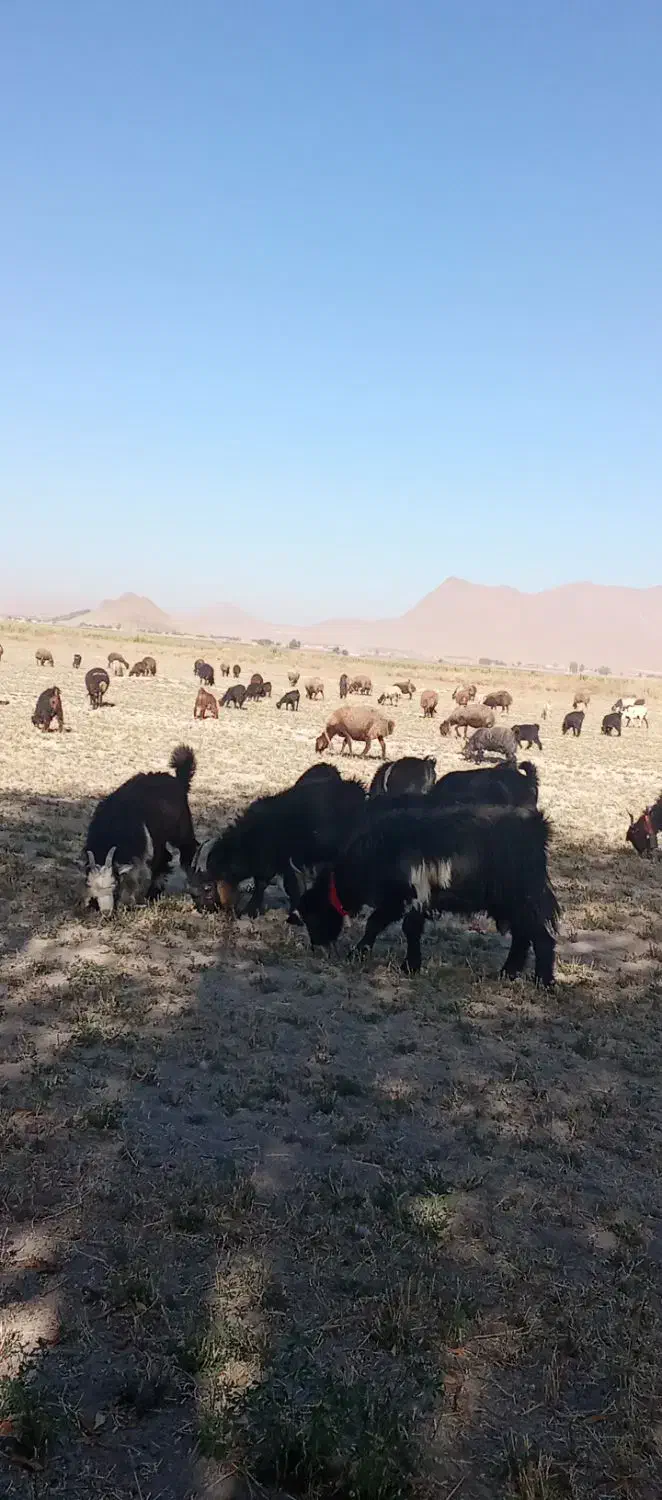 میش وبره بز و گله دربستی معاوظه|حیوانات مزرعه|داران, |دیوار