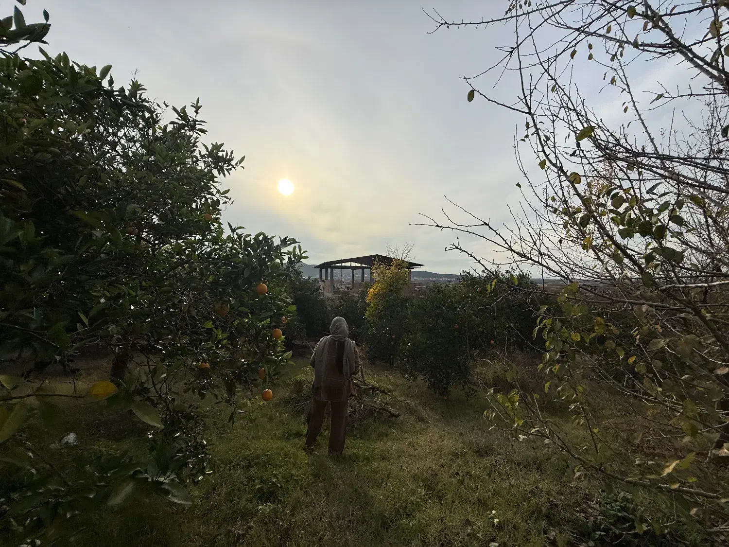 فروش زمین در بابلکنار|فروش زمین و ملک کلنگی|مرزیکلا, |دیوار