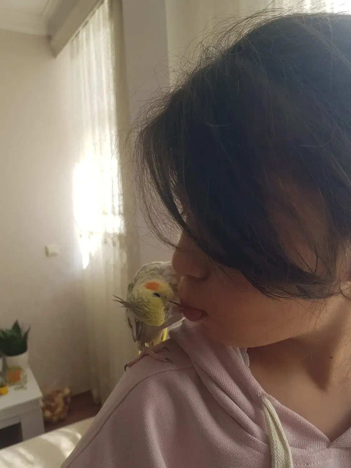 عروس هلندی فندق و پیکو رام و دستی|پرنده|اردبیل, |دیوار