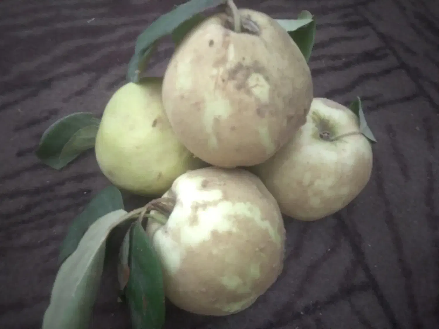 به درجه ۱|خوردنی و آشامیدنی|تربت‌حیدریه, باغ ملی|دیوار