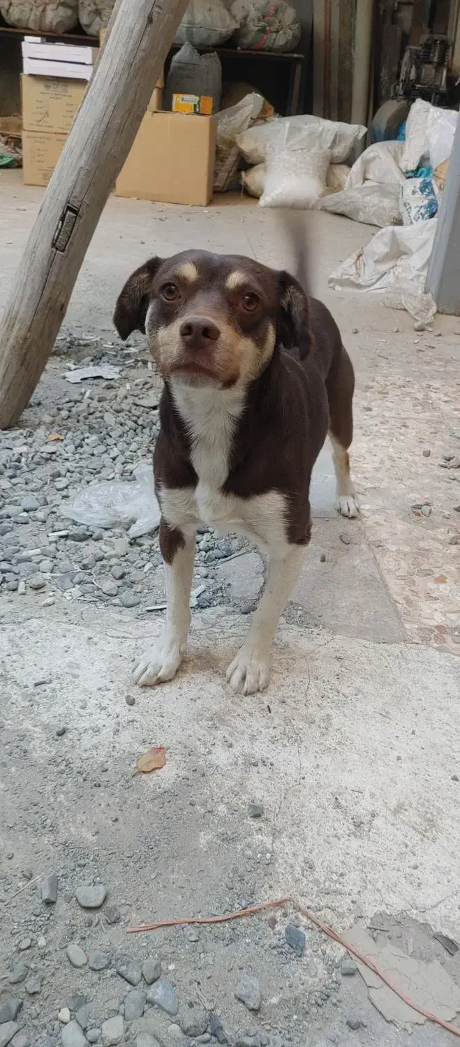 سگ پا کوتاه|سگ|فردیس, سرحد آباد|دیوار
