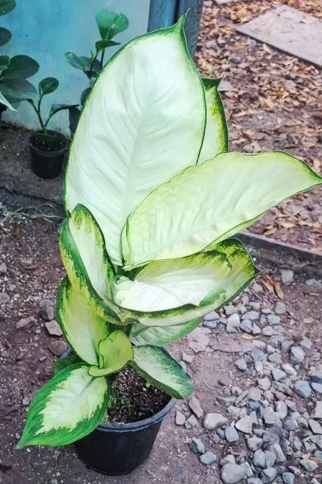 گلها فروشی|گل و گیاه طبیعی|خاش, |دیوار