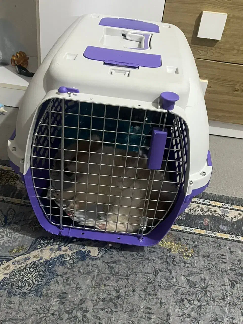 سگ پامرا|سگ|آغاجاری, |دیوار