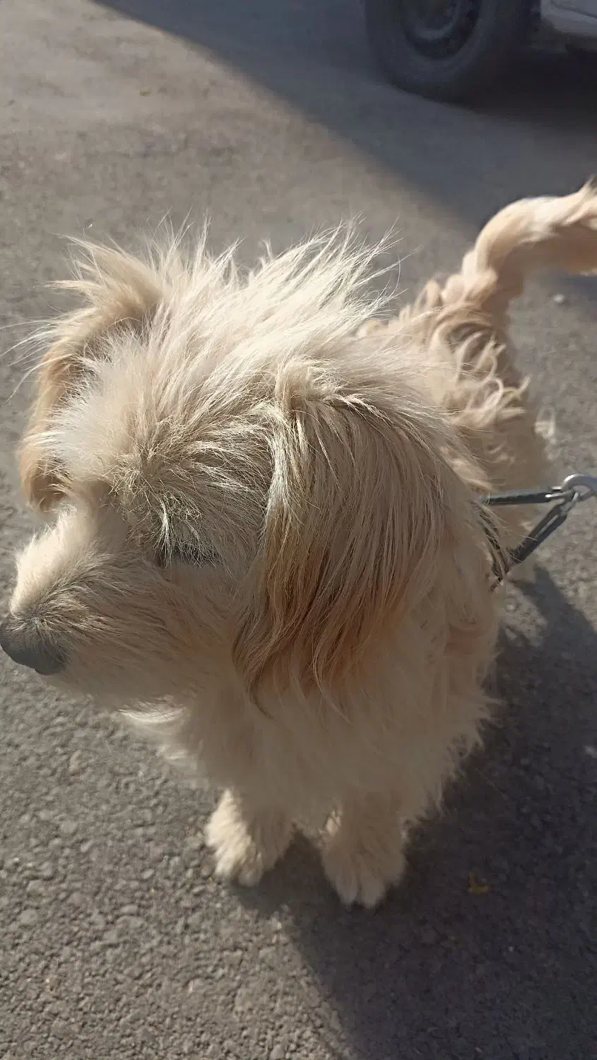 سگ شیتزوتری|سگ|بجنورد, |دیوار