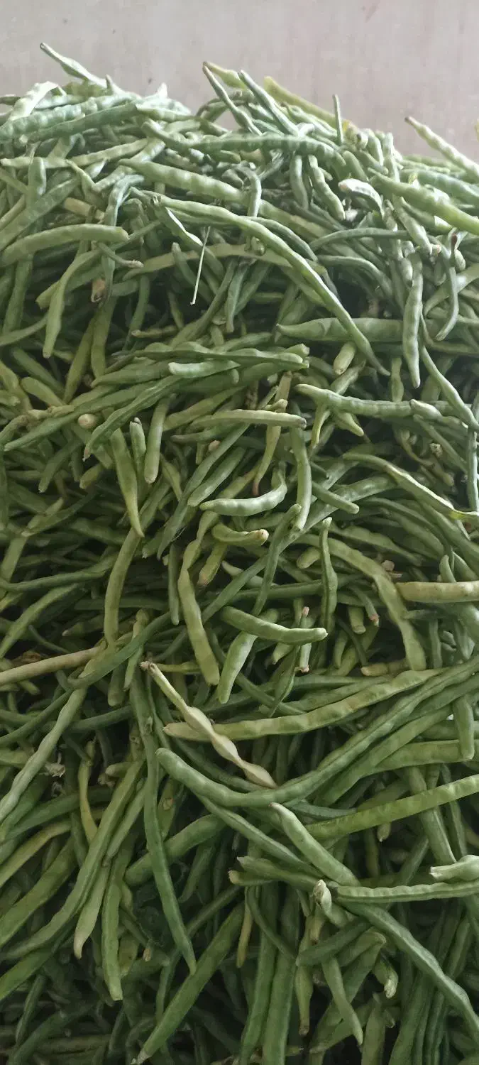 لوبیا سبز چشم بلبلی|خوردنی و آشامیدنی|اهواز, اسلام آباد شرقی|دیوار