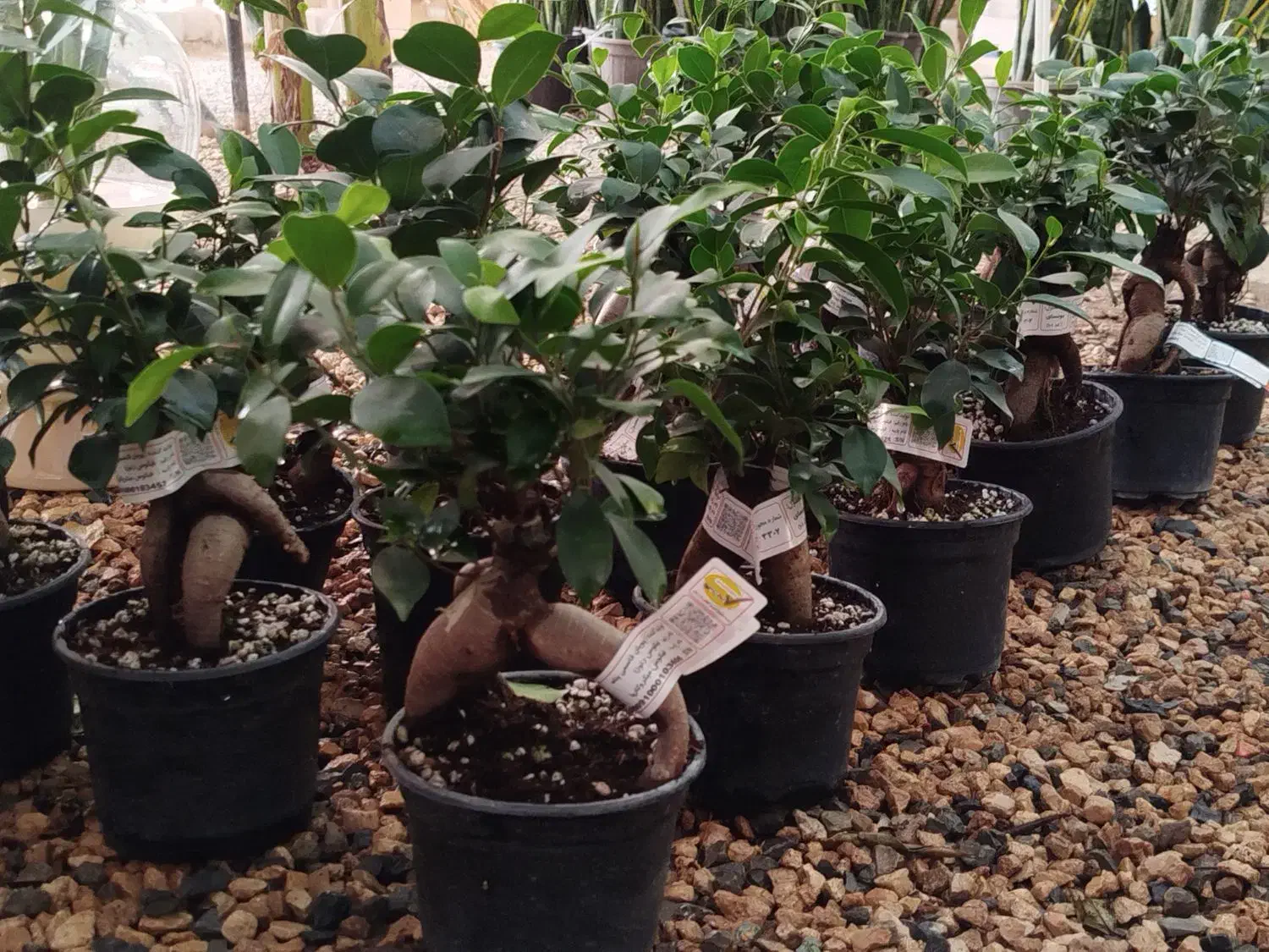 بونسای زیبای جینسینگ|گل و گیاه طبیعی|اصفهان, زاجان|دیوار