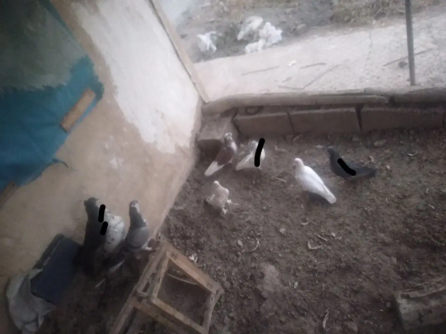 کبوتر پرشی زِرِی سفید و...|پرنده|خمینیشهر, |دیوار