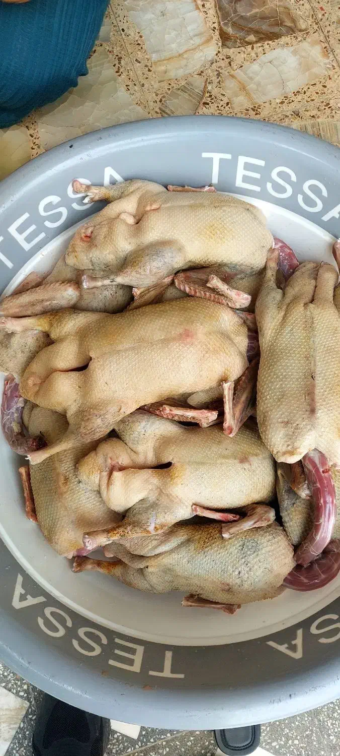 فروش اردک محلی ارگانیک پرورش یافته در شالیزار|خوردنی و آشامیدنی|رویان, |دیوار