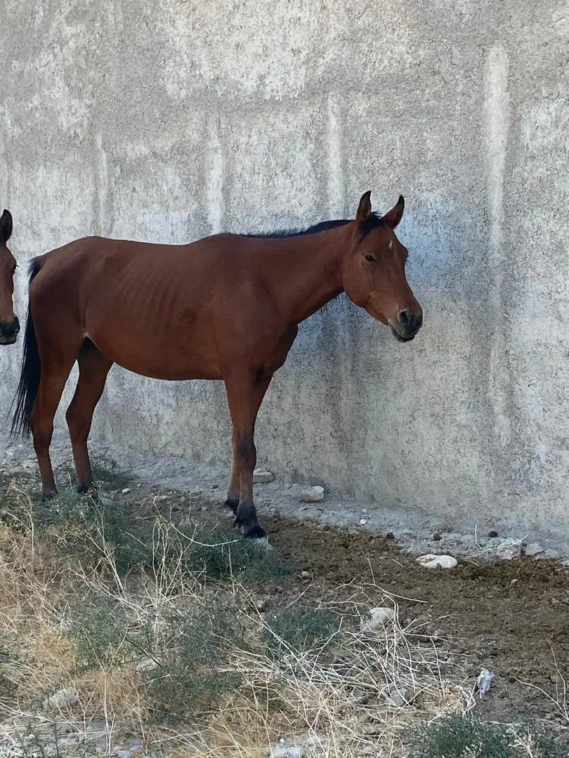 اسب مادیون عرب|اسب و تجهیزات اسبسواری|شبانکاره, |دیوار