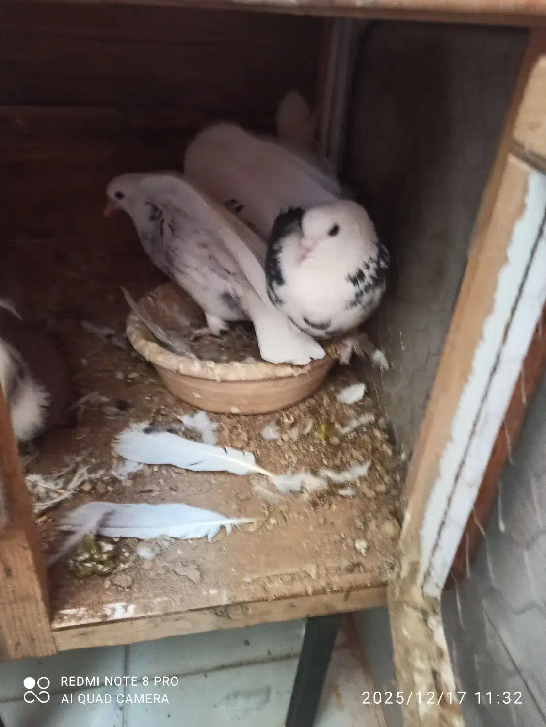 3تا کفتر دارم. به خاطر نداشتن. جا. میفروشمم|پرنده|قدس, شهر‌قدس|دیوار