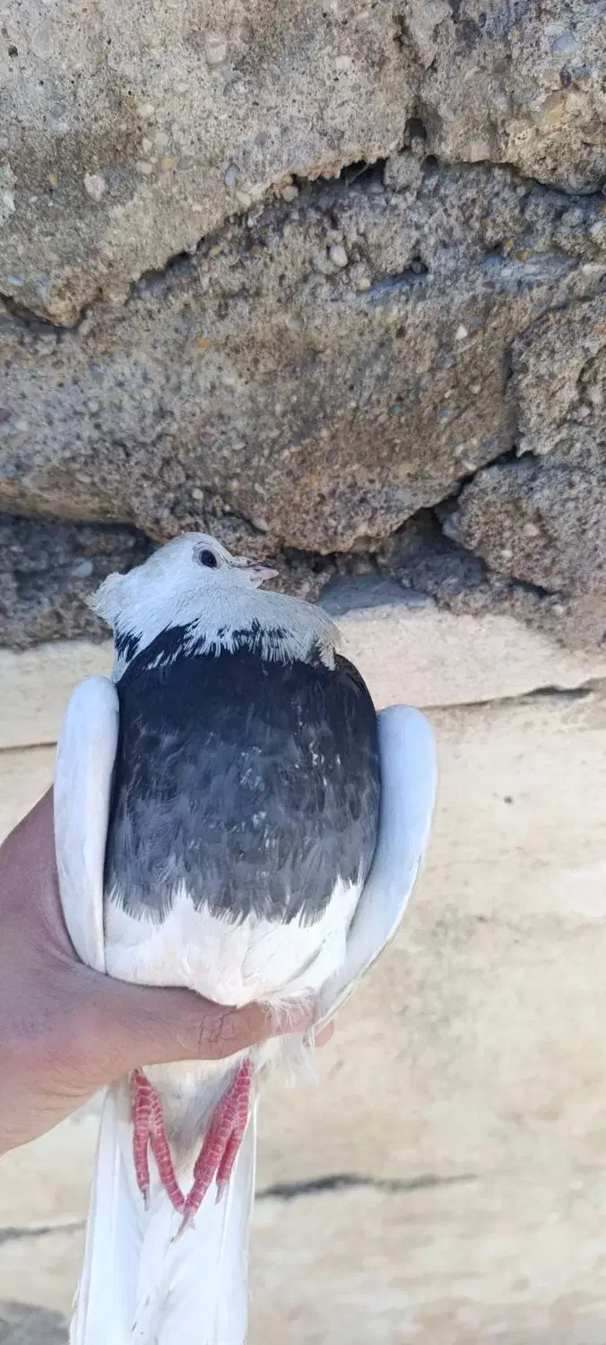 طوقی|پرنده|مسجد سلیمان, |دیوار