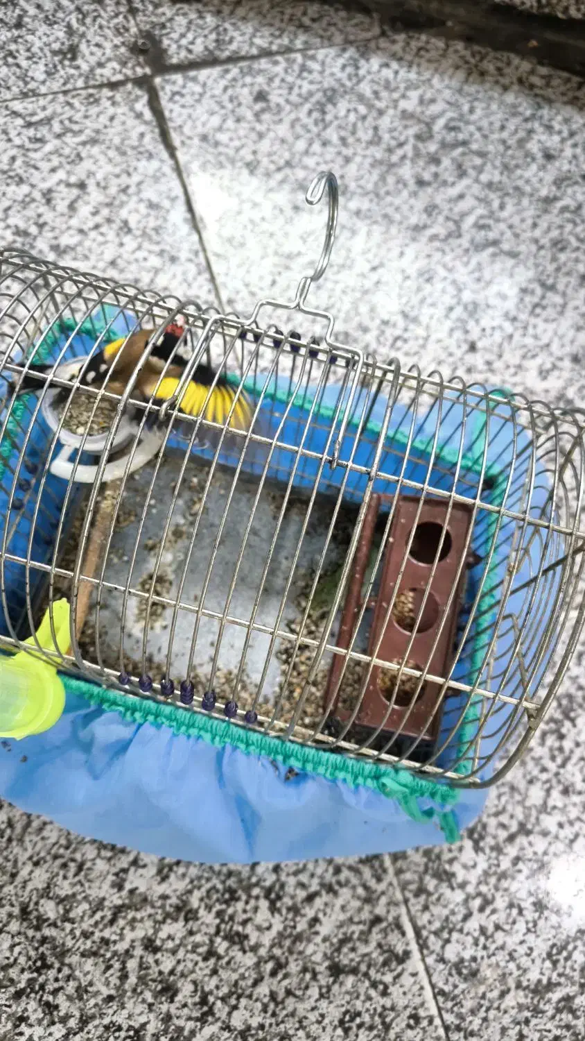 سهره یک ماه قفس نرو یک سهره قناری نر|پرنده|کنگاور, |دیوار