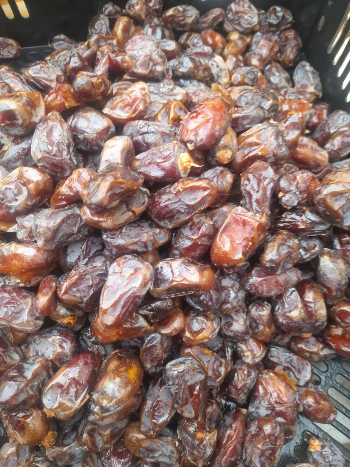 خرما|حراج|یاسوج, |دیوار
