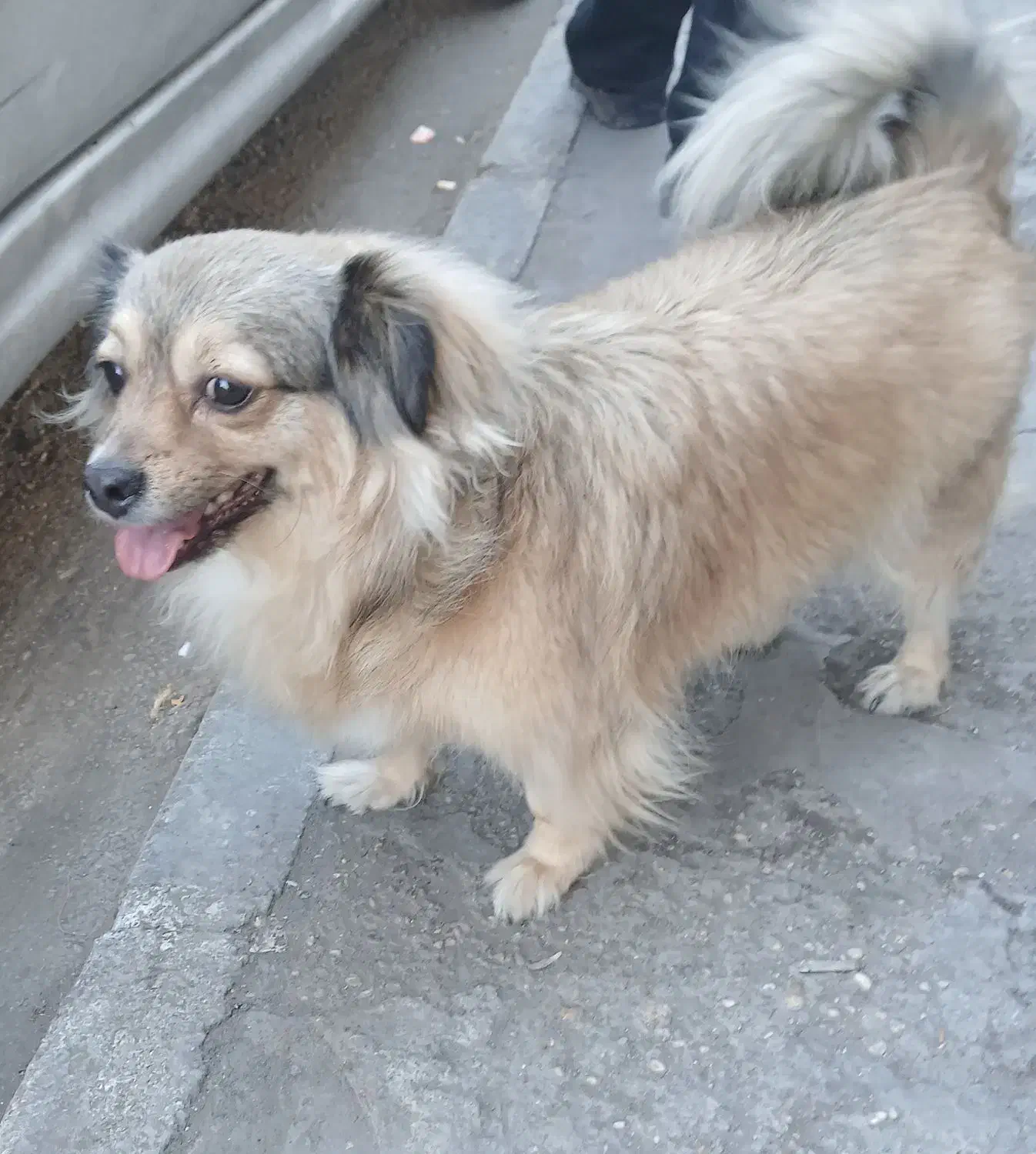 اشپیتز قهویی با ادب|سگ|اهواز, زندوکیلی|دیوار