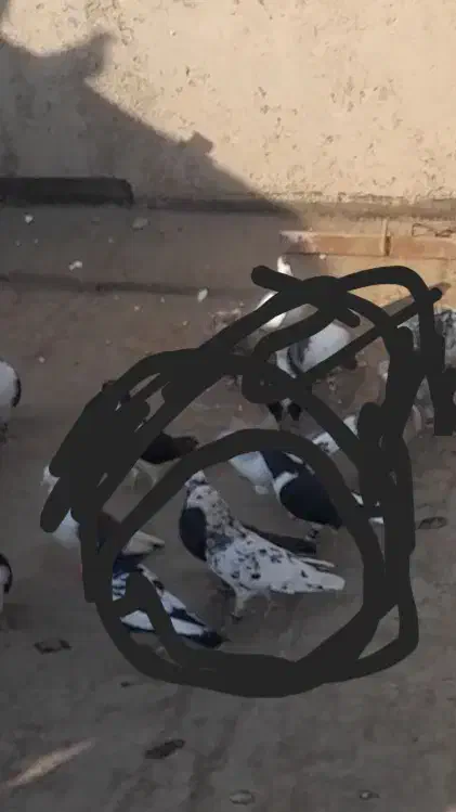 ناناز|حیوانات|نیشابور, ریوند|دیوار