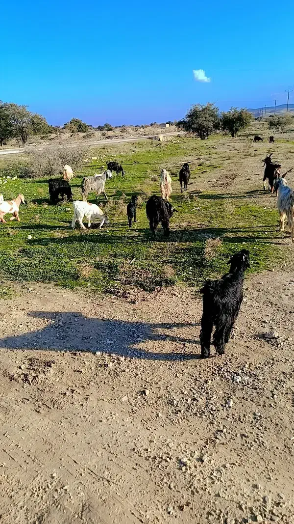 ۱۵راس بز کهره دار|حیوانات مزرعه|کازرون, |دیوار