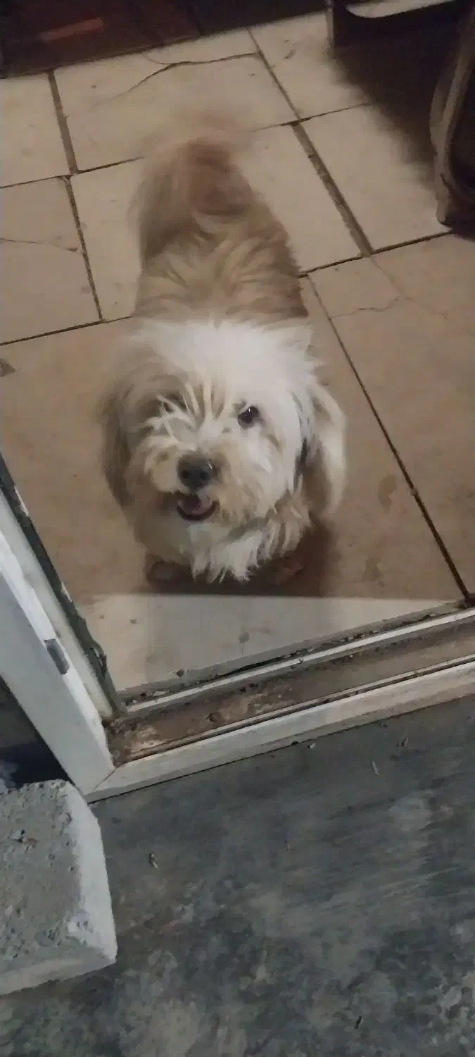 سگ شیتزو|سگ|چهاردانگه (تهران), |دیوار