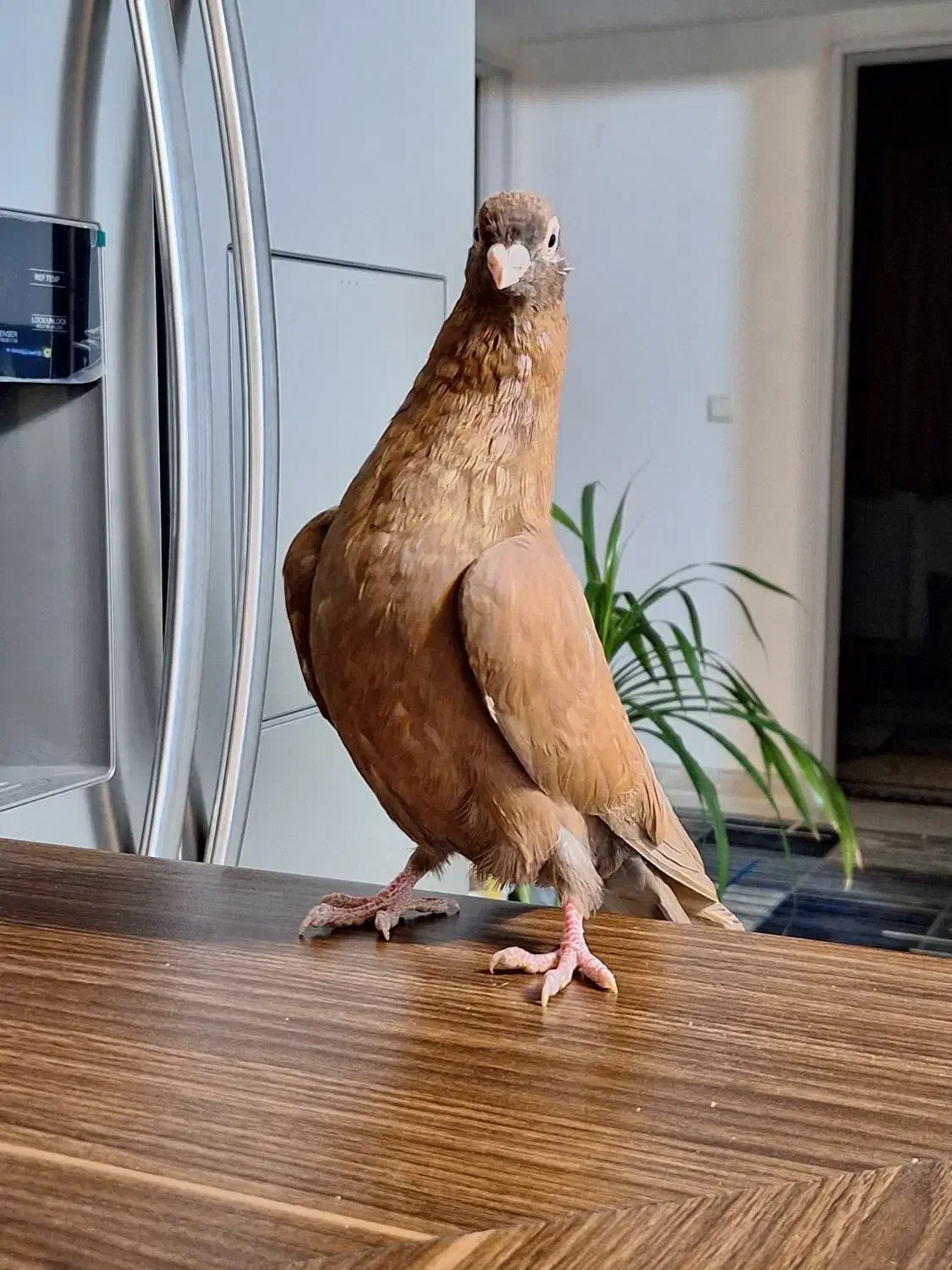 صرب نر سرخ|پرنده|فولادشهر, مسکن مهر فولادشهر|دیوار