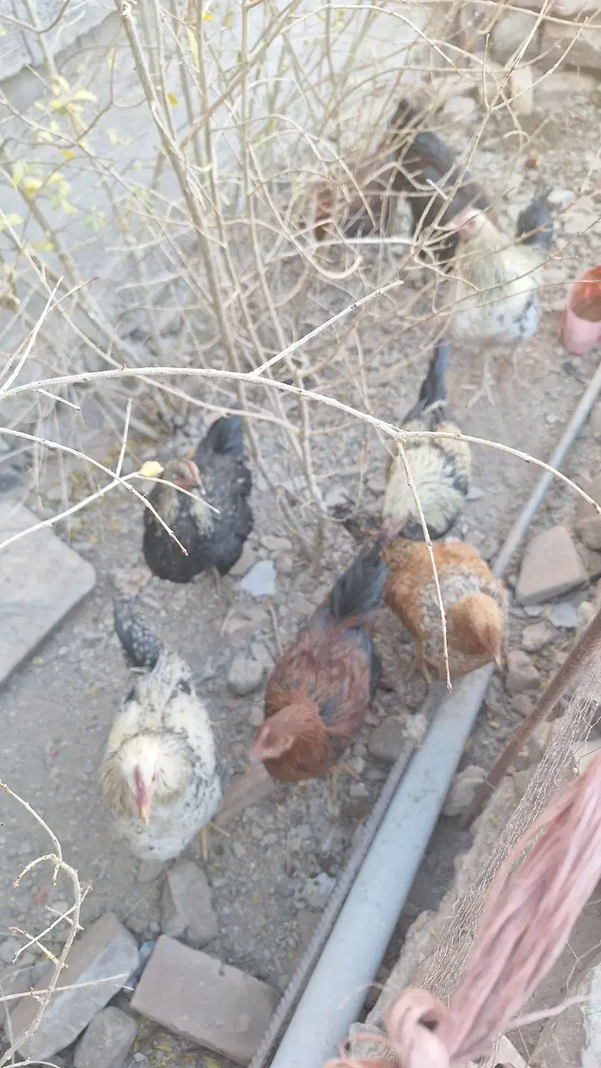 خروس محلی اصل تاج کوچیک|حیوانات مزرعه|شوسف, |دیوار