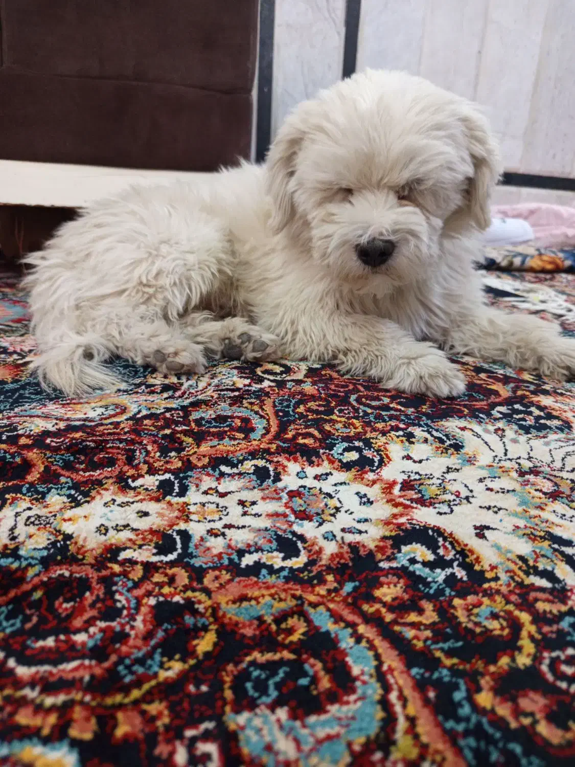 واگذاری سگ باهوش بازیگوش|سگ|زاهدان, |دیوار