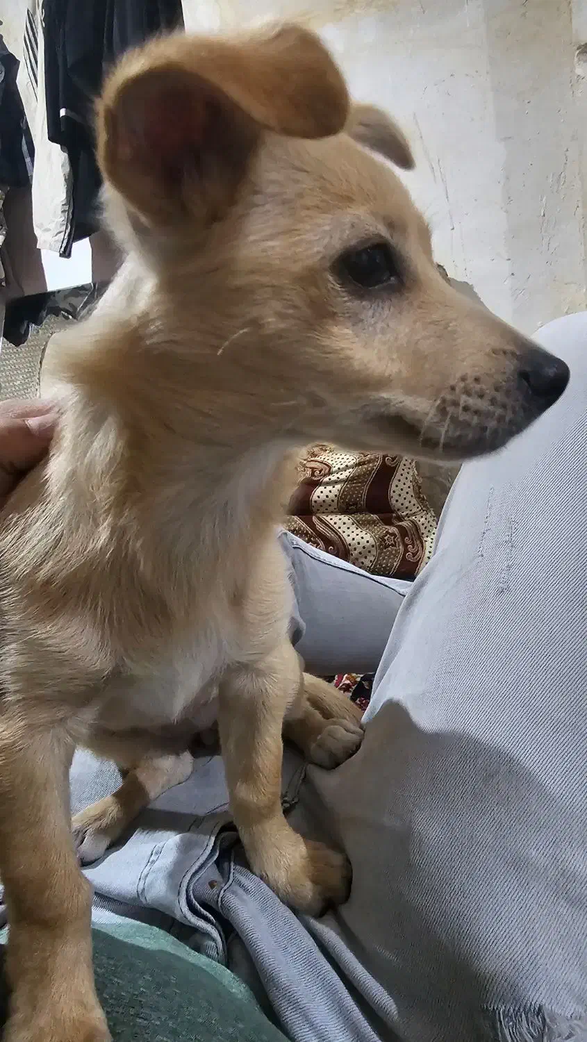 سگ گمشده مژدگانی ۳میلیون|سگ|خرمآباد, |دیوار