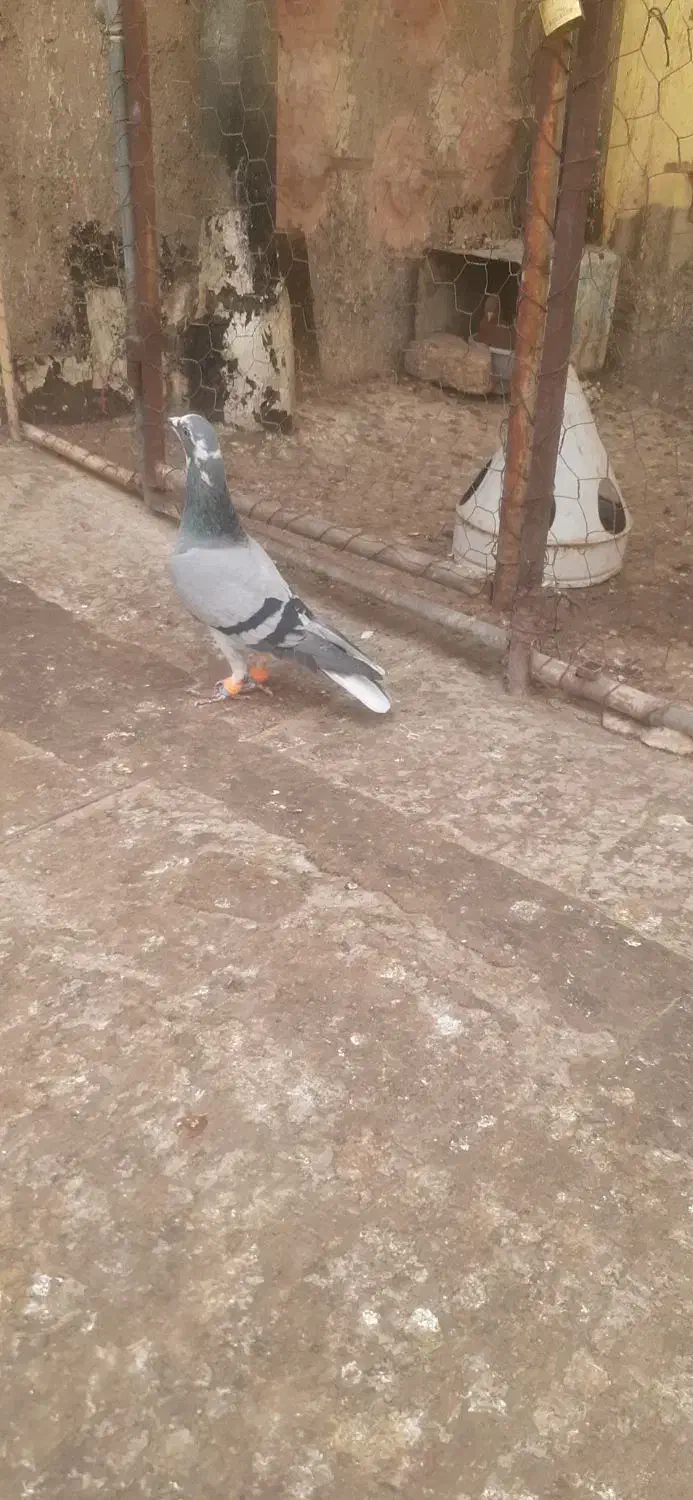 کبوتر صید به شرط|پرنده|بجنورد, |دیوار